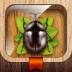 Meet the Insects: Forest Edition